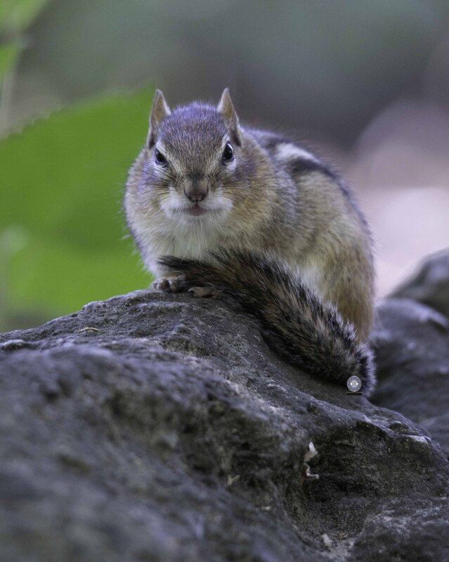 Chipmunkphoto preview