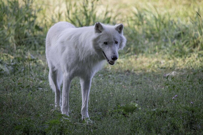Arctic wolfphoto preview