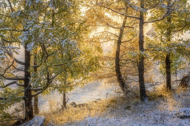 Первый снег и туманный рассветphoto preview