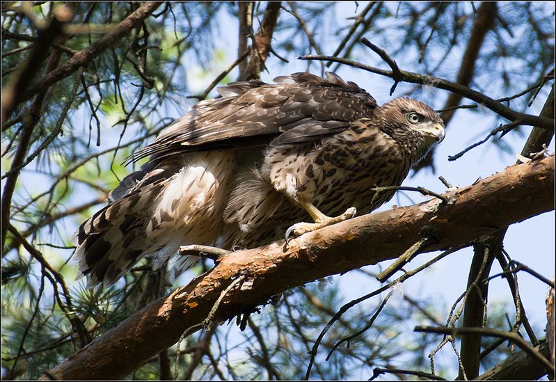 москва, парк, молодой тетеревятник ЯСТРЕБ-ТЕТЕРЕВЯТНИКphoto preview