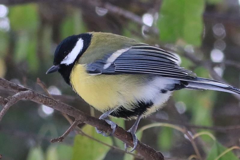 синица.птицы, природа Синицаphoto preview