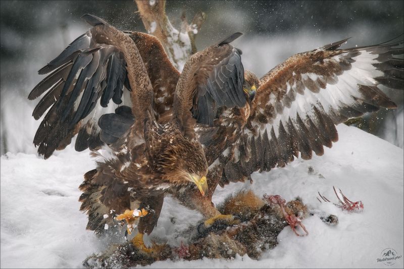 орлан, орлан-белохвост, беркут, golden eagle, красный бор,  фототур в красный бор, беларусь, сероватень, haliaeetus albicilla,  white-tailed eagle, фотоохота Пух да перья ..photo preview
