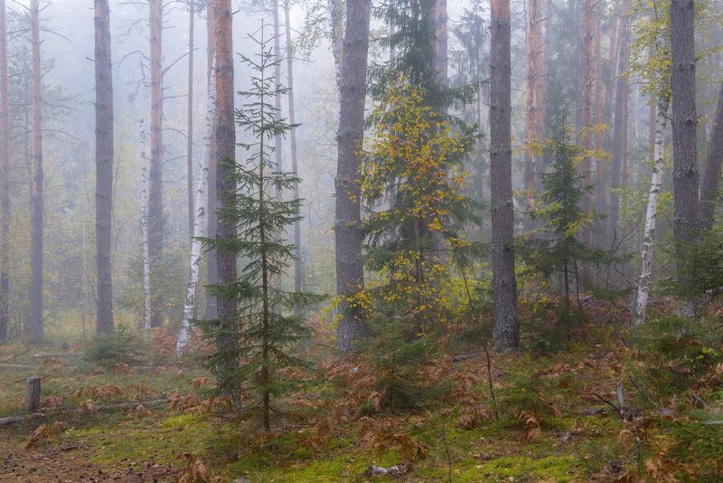 утро туман лес осень сентябрь водопой вязниковский р-он Туманное утроphoto preview