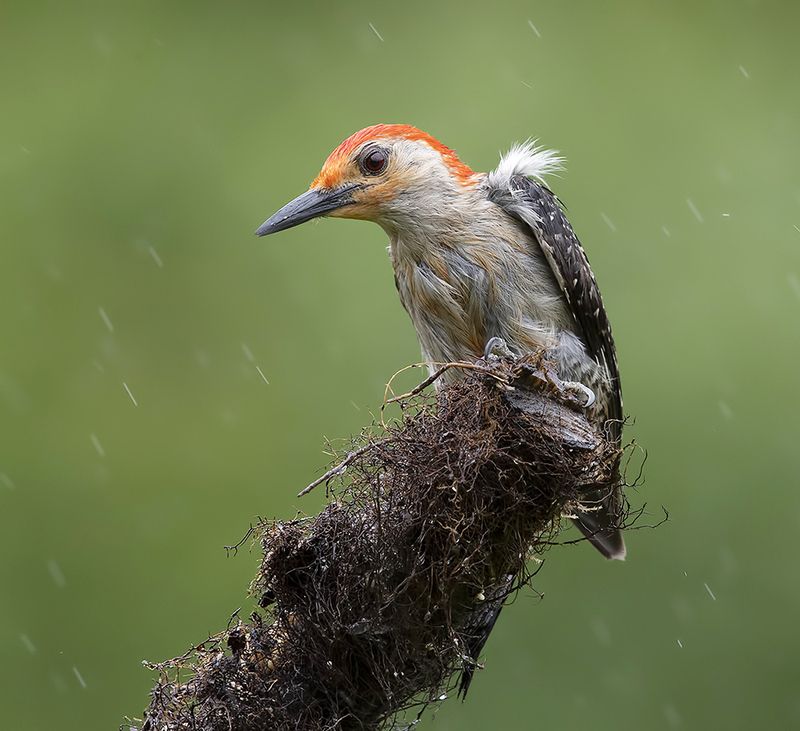 дятел, каролинский меланерпес, red-bellied woodpecker, woodpecker Red-bellied Woodpecker, male -Каролинский меланерпесphoto preview