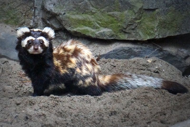 перевязка, хищные, куньи, млекопитающие, животные, дикие животные, Будем знакомы - перевязка.photo preview