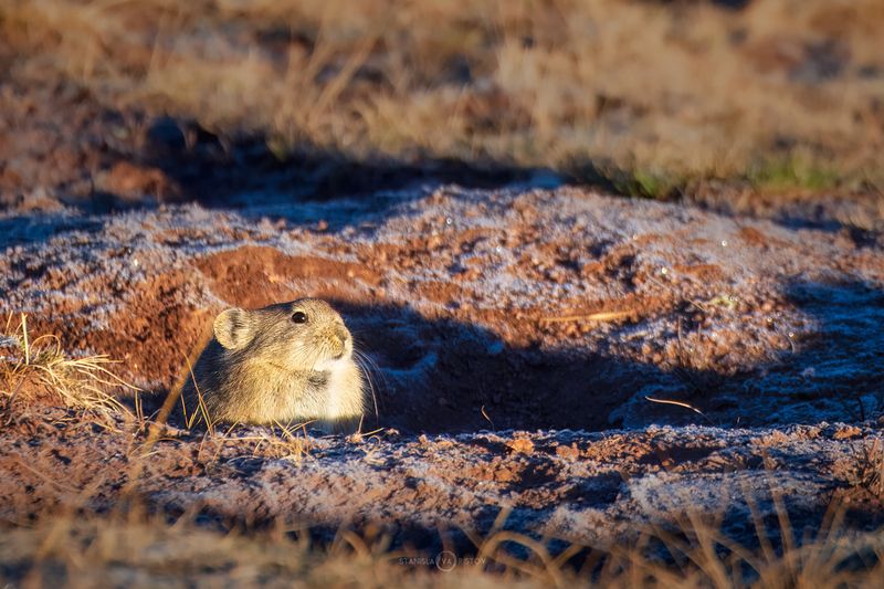 Пищуха греется в лучах осеннего солнцаphoto preview