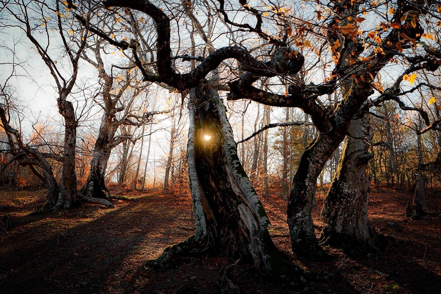 Октябрь. Автор: Пучков Алексей крым, осень, буки, осень, деревья, листва, Пучков Алексей