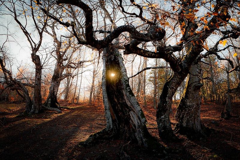 крым, осень, буки, осень, деревья, листва Октябрьphoto preview