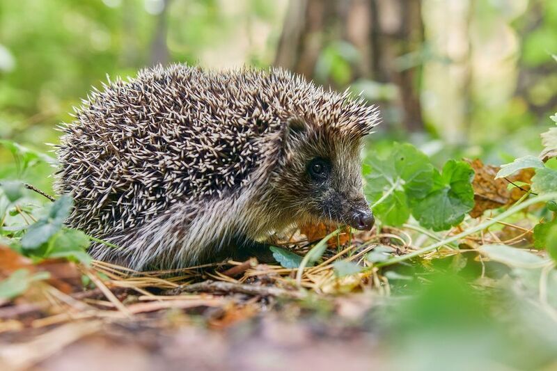 еж Лесной ёжикphoto preview