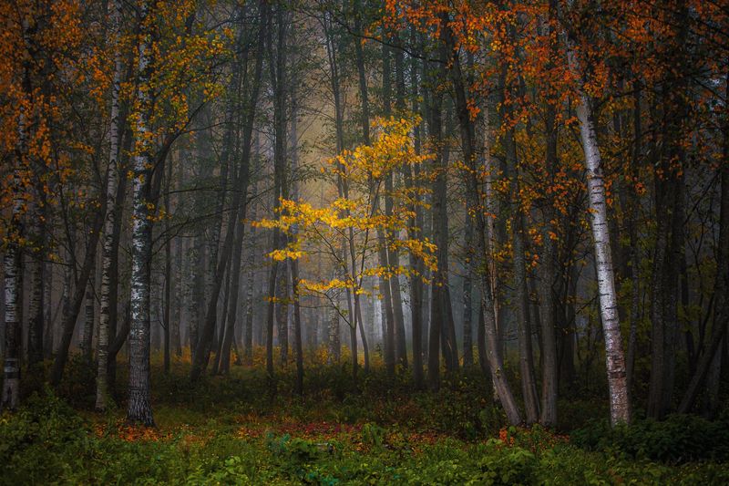 #пейзаж #осень #лес Тишина осеннего лесаphoto preview