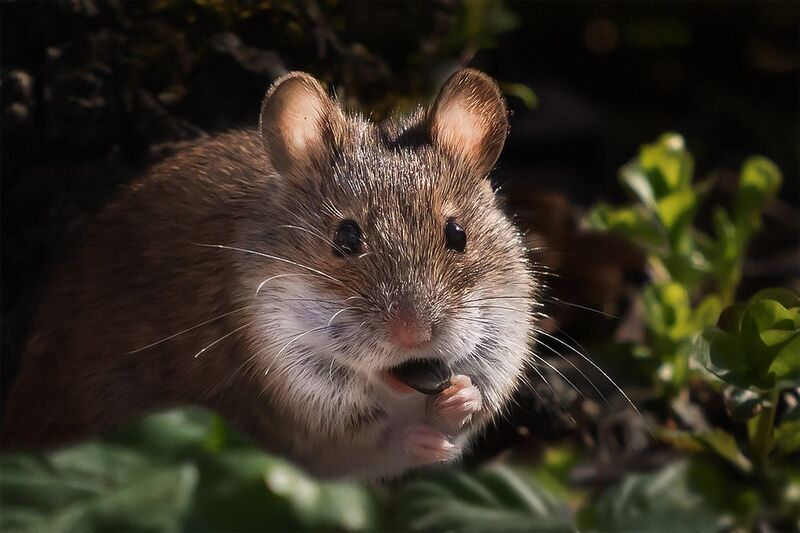 лес, мышь Мышка завтракаетphoto preview