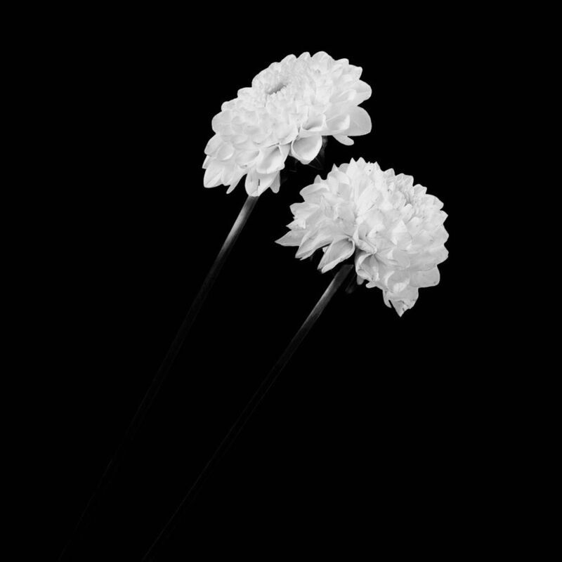flowers, chrysanthemum, mum, floral, nature, botanical, still_life, studio_shot, monochrome, black_and_white, bnw, high_key, high_contrast, dark_background, minimalism, macro, fine_art, isolated, simplicity, elegance, beauty, contrast, light, shadows, two Dos en la Oscuridadphoto preview
