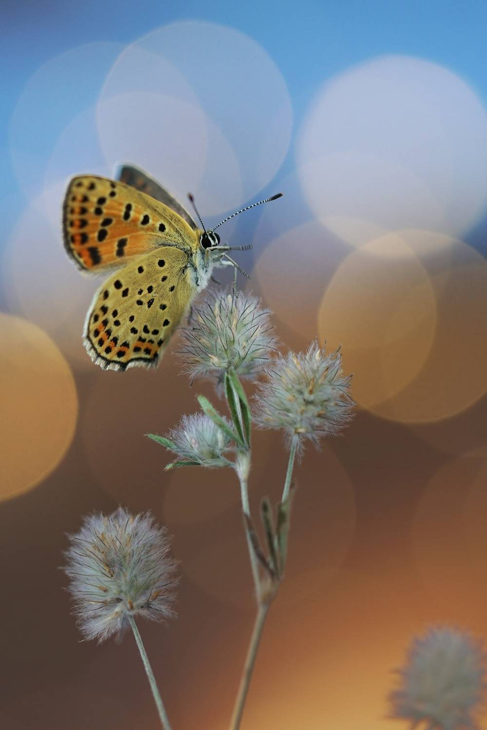 Бабочка, боке, Чепленко Алексей