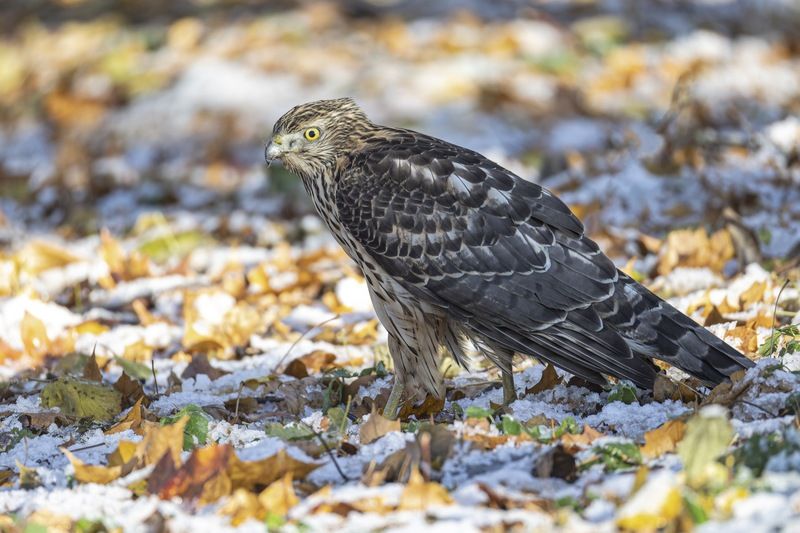 ястреб тетеревятник, ястреб, тетеревятник, птицы, ястреб-тетеревятник Первый снегphoto preview