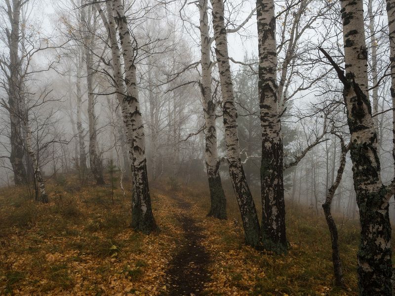 Осенний лесphoto preview