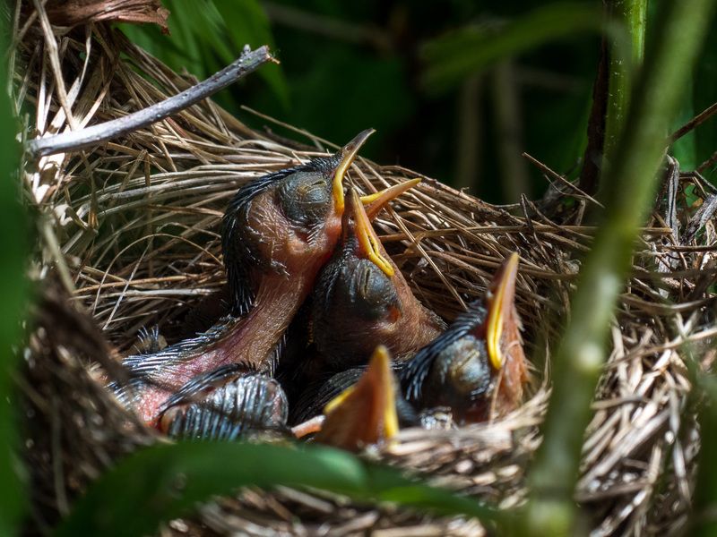 Птенцы варакушкиphoto preview