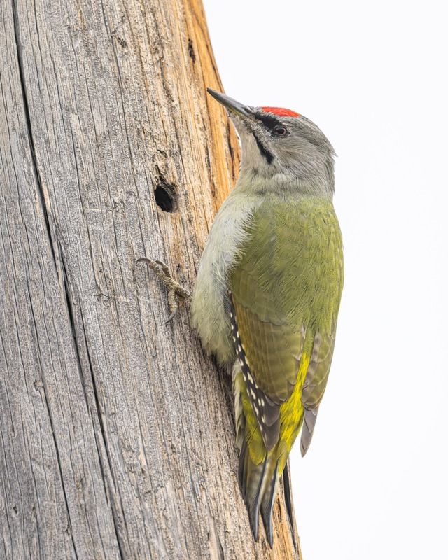 дятел, седой дятел, птицы, алтай Седой дятелphoto preview