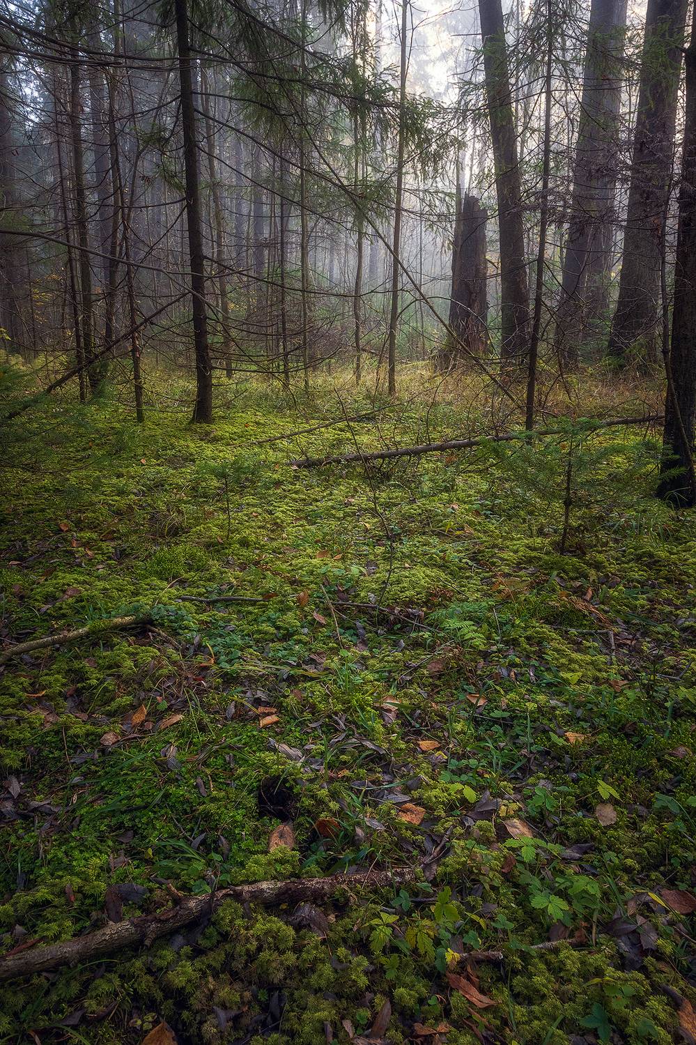 Туманный лес. Автор: Кузнецов Кирилл пермский край, пейзаж, рассвет, красота природы, поле, лес, туман, утро, осень, Кузнецов Кирилл