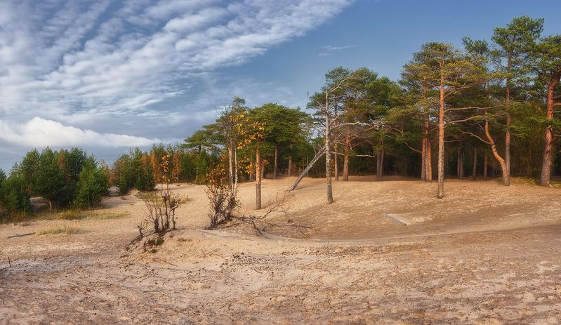 панорама, осень, сентябрь, лес, деревья, сосны, дюны, песок, небо, облака Прибрежный лесphoto preview