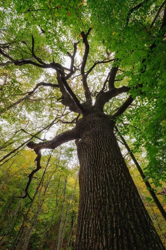 крым, водопады, черемисовка, осень, лес, река, природа Ущелье Кок-Асан, Черемисовские водопады, Крымphoto preview