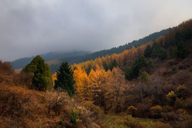 кыргызстан, шамшы Золото Шамсиphoto preview