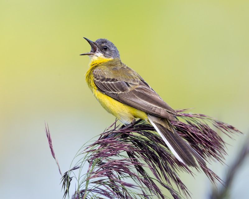 желтая трясогузка,трясогузка, птицы Желтая трясогузкаphoto preview