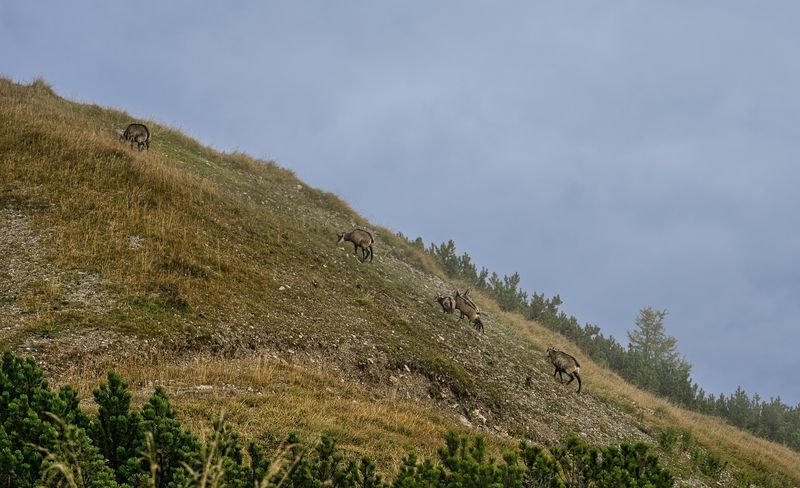 Пасущиеся серныphoto preview