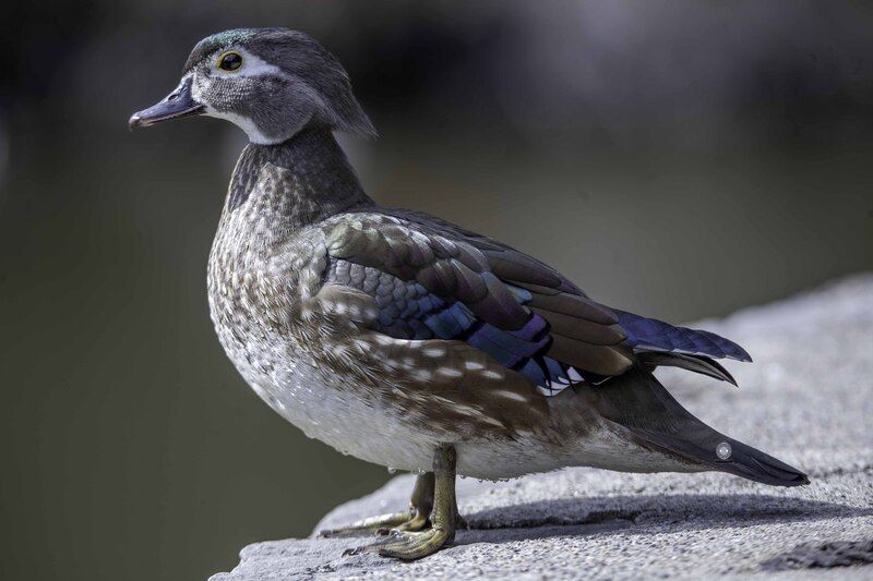 Wood duckphoto preview