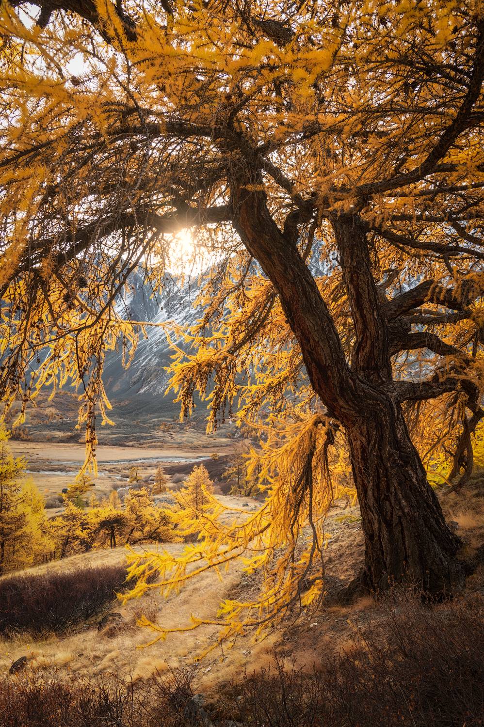 алтай, горный алтай, пейзажи алтая, кош-агачский район, золотая осень, горы, осенний алтай, лиственницы, Рубан Елена