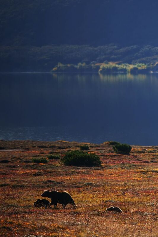 Семейные прогулки на рассветеphoto preview