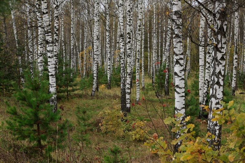 Берёзовая рощаphoto preview