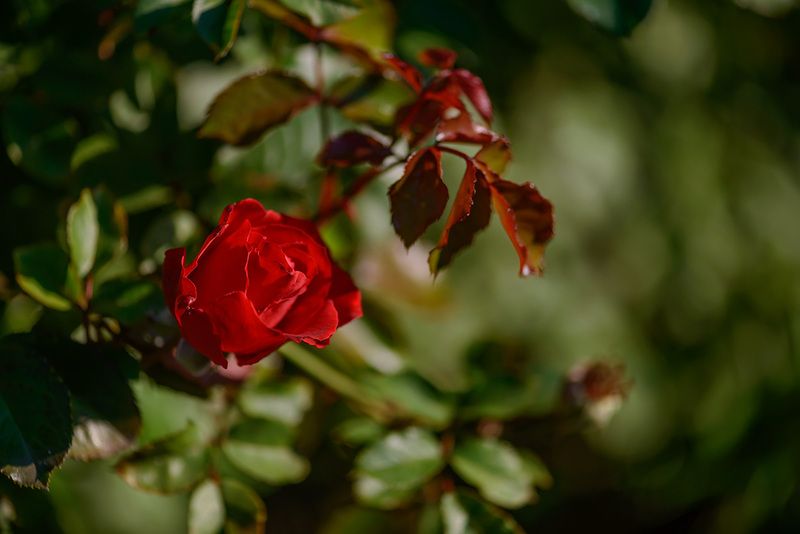 Теплые осенние дни ✿⊱╮photo preview