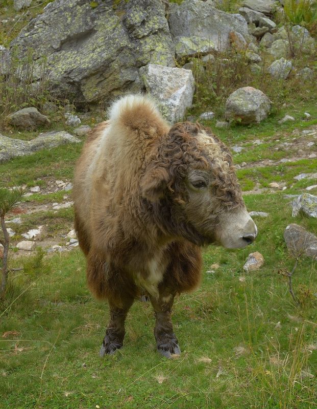 як теленок горы кавказ Теленок яка ,Кавказphoto preview