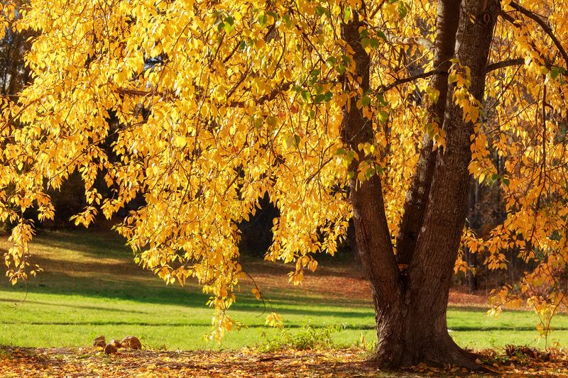 пейзаж, осень, солнце, листва, тепло, деревья, парк, подъем настроения Неподдельное золото фото превью