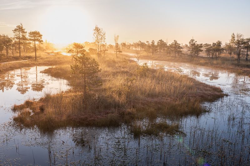Утро на болоте. Октябрьphoto preview