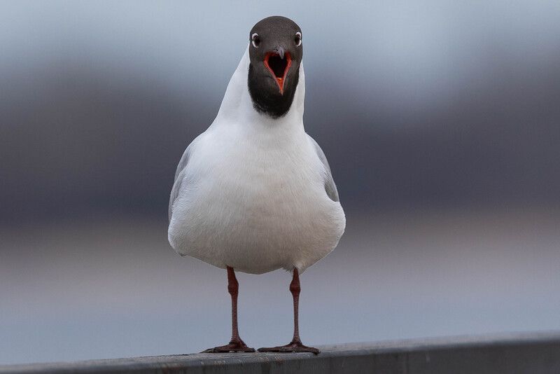bird, nature, gull, wildlife, wild, чайка, птицы, город, фотоохота Озёрная чайка / Larus ridibundus / Black-headed gullphoto preview