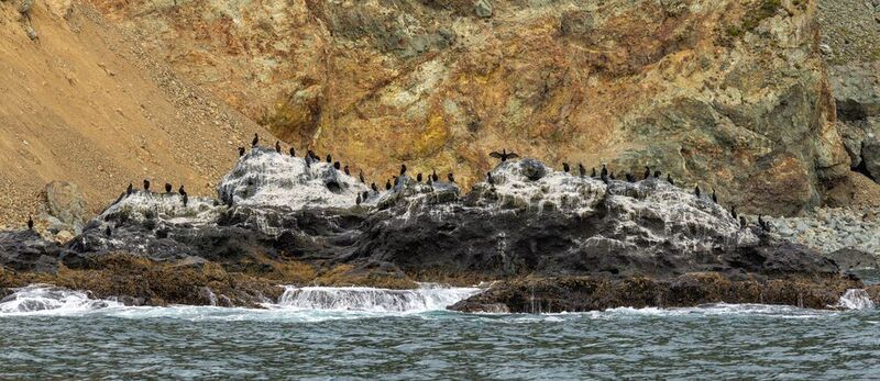 камчатка, бакланы, скалы, природа, птицы, тихий океан Создатели \