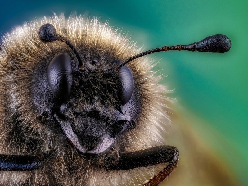 Пилильщик.photo preview