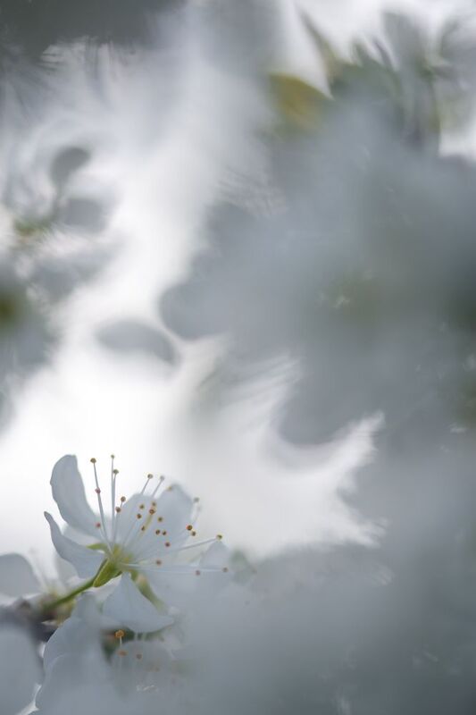 Терновник, цветы, боке, белый Лабиринтphoto preview