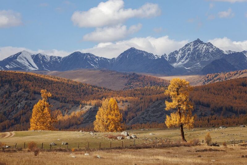 алтай, горный алтай, джазатор, беляши, лиственницы, горы, облака Беляши фото превью
