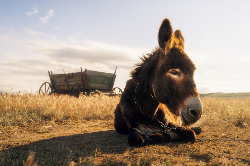 осёл, повозка, закат, сельская жизнь, пастораль, степь, лето, деревня, золотой свет, поле, природа, покой, тёплый свет, сельский пейзаж, животные, ностальгия, атмосфера, сельское утро, одинокий, старина, документальная фотография, душевность, пастухи, кре Упрямствоphoto preview