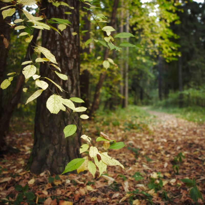 лес, деревья, листва, осень В осеннем лесуphoto preview