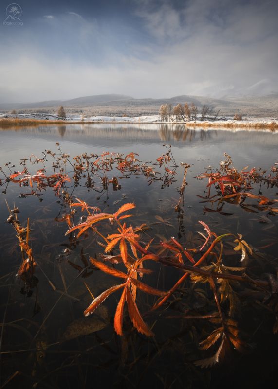 алтай, лиственницы, осень, горы, горный алтай, республика алтай, курай, фототур на алтай, осенний фототур на алтай На горном озереphoto preview