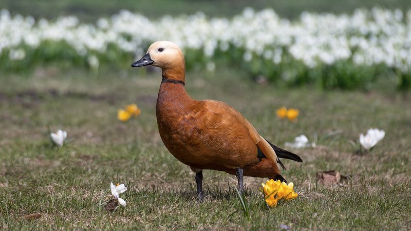 Среди белых цветов.photo preview
