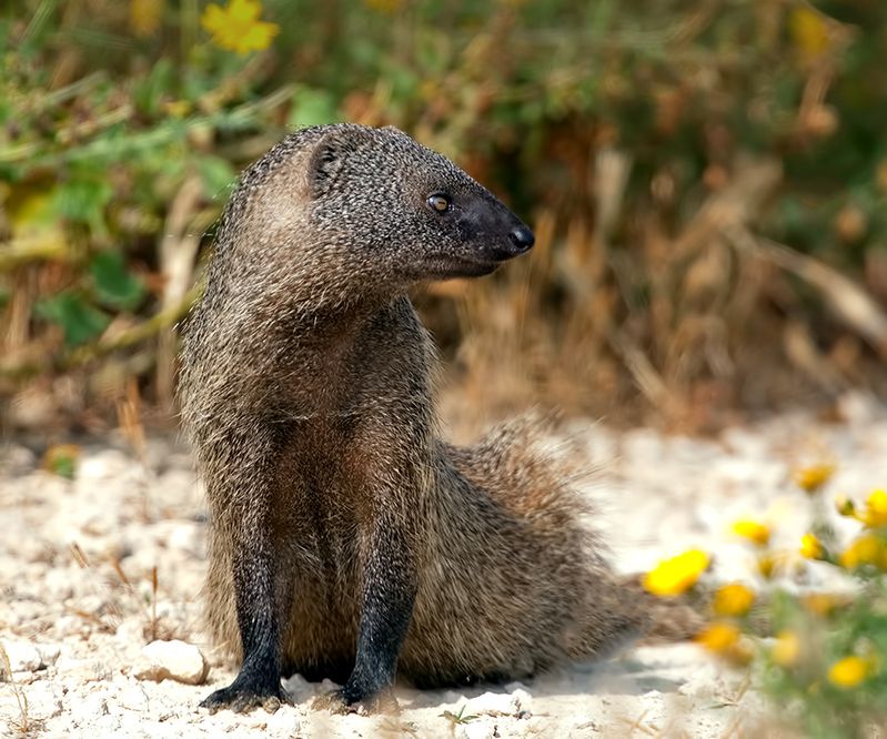 египетский мангуст, мангуст, дикие животные, animal, израиль, israel Египетский Мангуст -Egyptian mongoosephoto preview