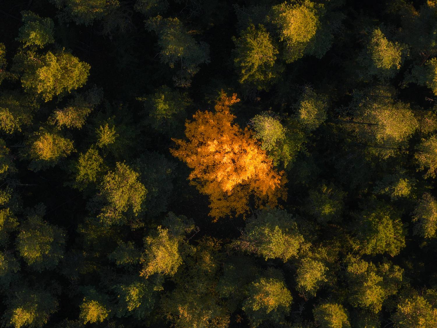 Валаам, Кондратенко Руслан