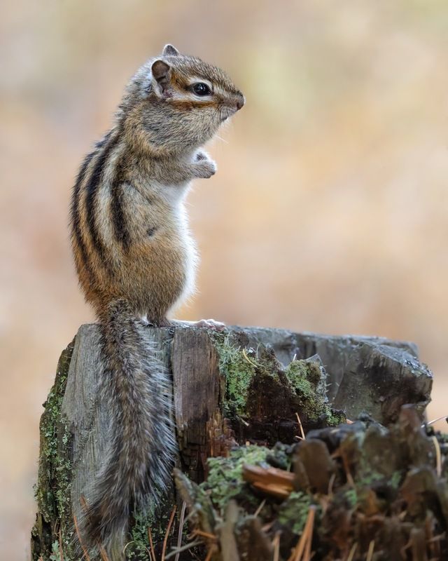 сибирский бурундук, бурундук, алтай Сибирский бурундукphoto preview