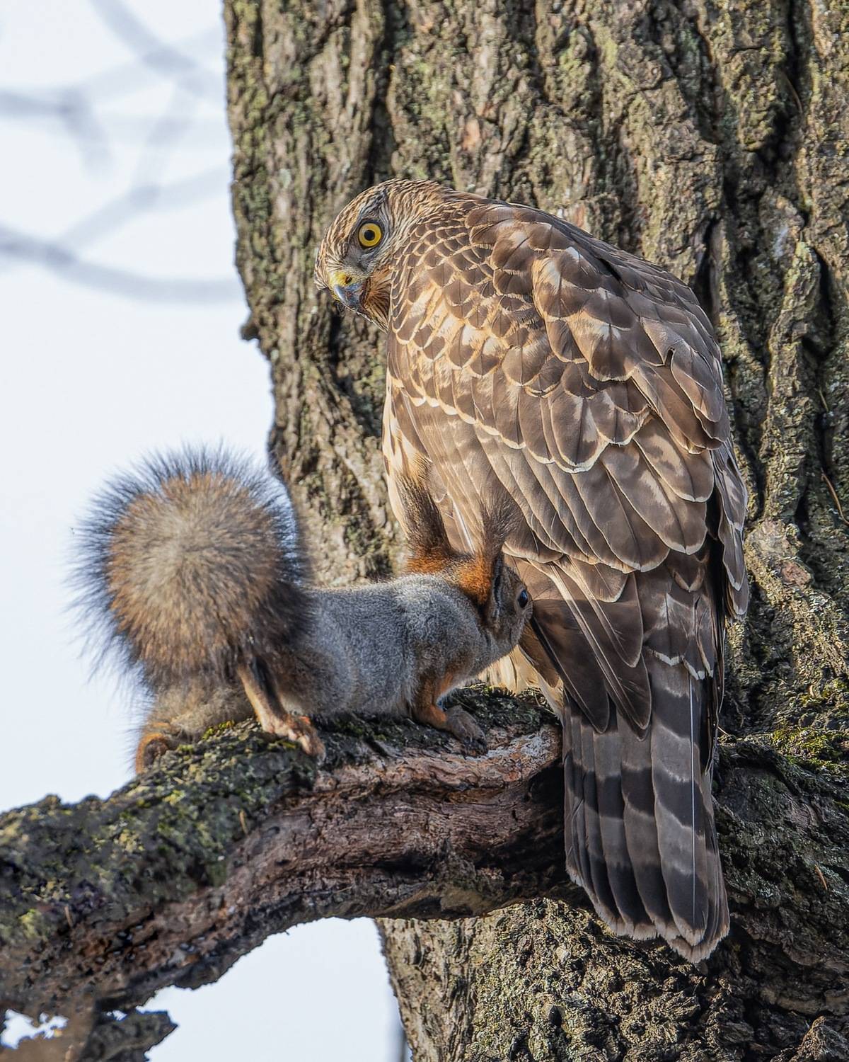 ястреб тетеревятник, ястреб, тетеревятник, птицы, ястреб-тетеревятник, белка, белочка, хищники, хищная птица. hawk, birds, goshawk, squirrel, Ruslan Pl
