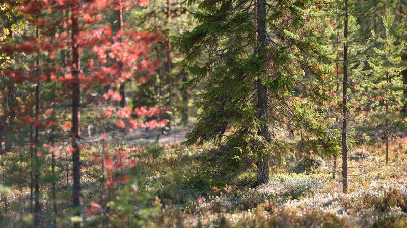 meadow, forest, autumn, tree, moss, sun, light, beauty, nature, landscape, season, morning, shadows ***photo preview