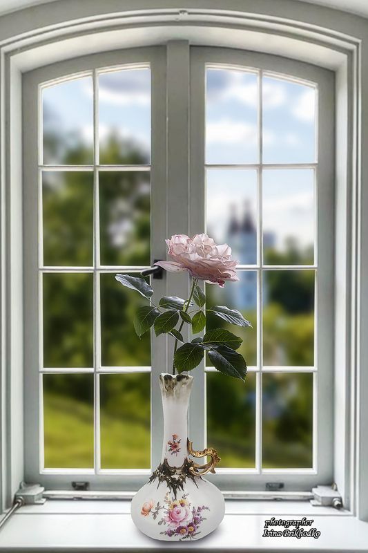 натюрморт, окно, цветы, роза, чайная роза Нежностьphoto preview